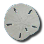 Sand Dollar Publishing Logo