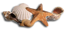 Sand Dollar Logo 2